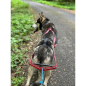 Preview: Dragråttan Stick Harness_000472_03