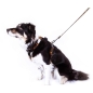 Preview: ManMat Smart dog harness_orange_000444_04