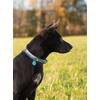 Mobile Preview: Ruffwear CRAG Hundehalsband Sunset 03