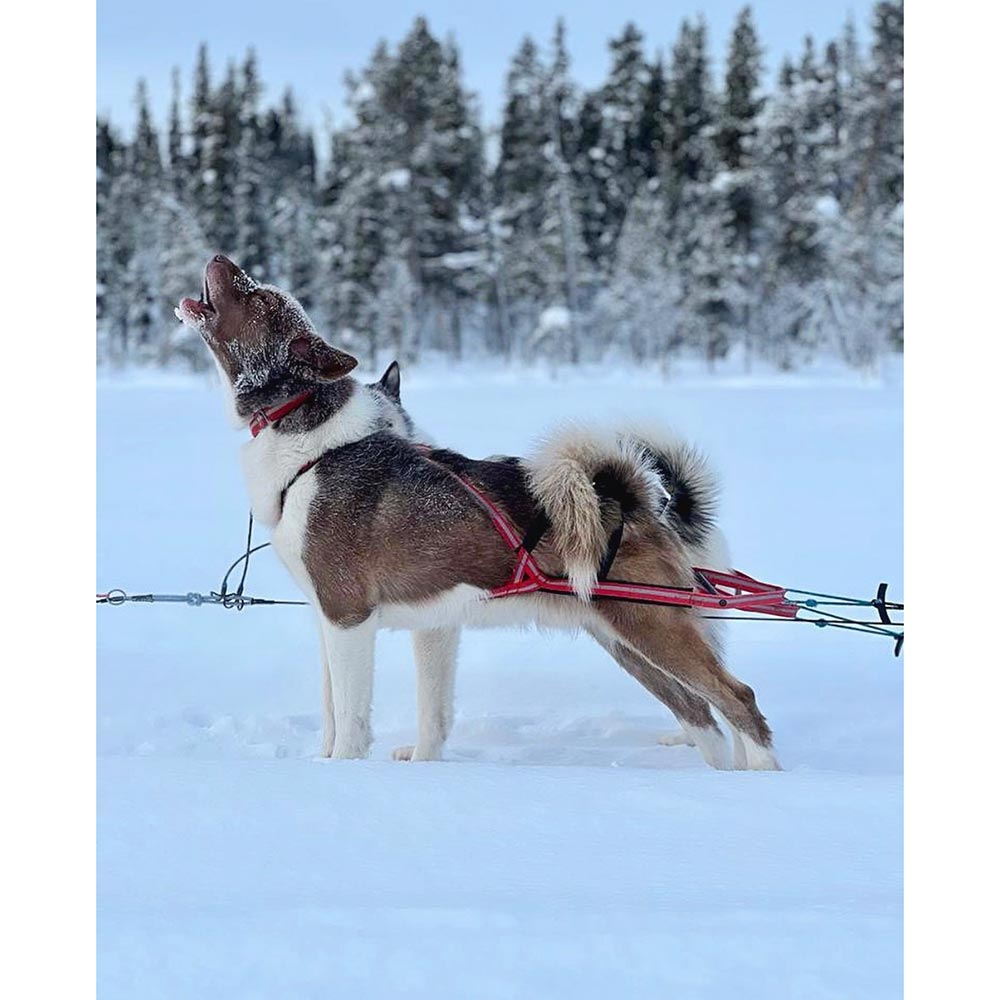 Dragråttan Stick Harness_000472_04
